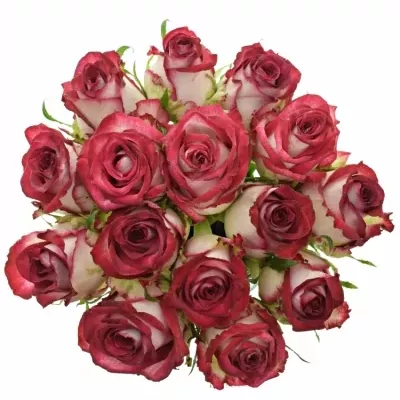 Kytice 15 žíhaných růží PARADISO 50cm