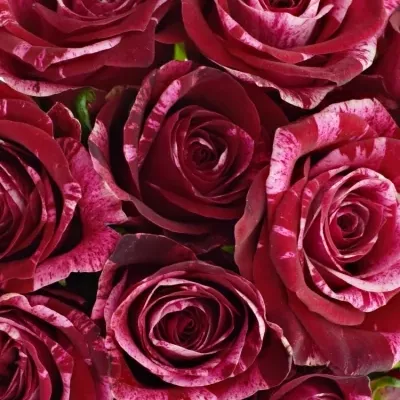Kytice 15 žíhaných růží RED STORM
