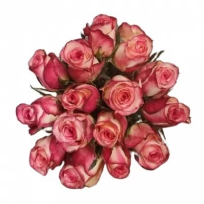 Kytice 15 žíhaných růží SPARK CONDOR 45 cm