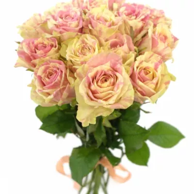 Kytice 15 žíhaných růží SWEET HARLEQUIN 40cm