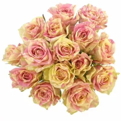 Kytice 15 žíhaných růží SWEET HARLEQUIN 40cm