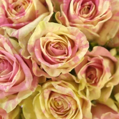 Kytice 15 žíhaných růží SWEET HARLEQUIN 40cm