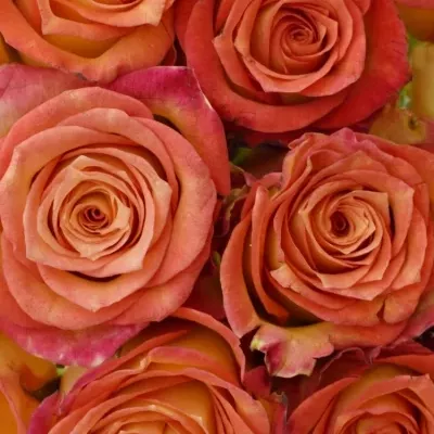 Kytice 15 žíhaných růží UTOPIA