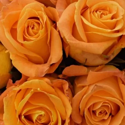 Kytice 15 žlutooranžových růží CUENCA+