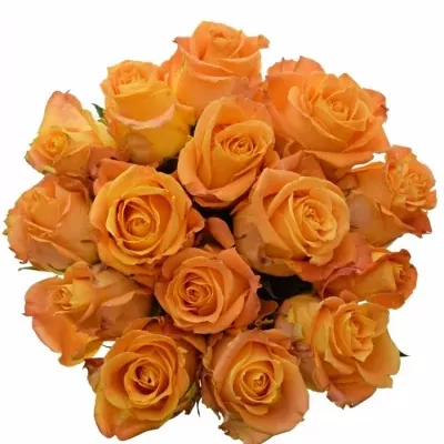 Kytice 15 žlutooranžových růží MORNING SUN 50cm