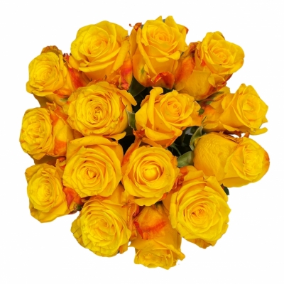 Kytice 15 žlutých růží CANDLELIGHT 45 cm
