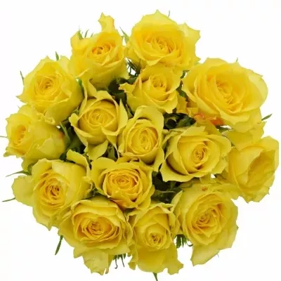 Kytice 15 žlutých růží GOLDEN TOWER 50 cm