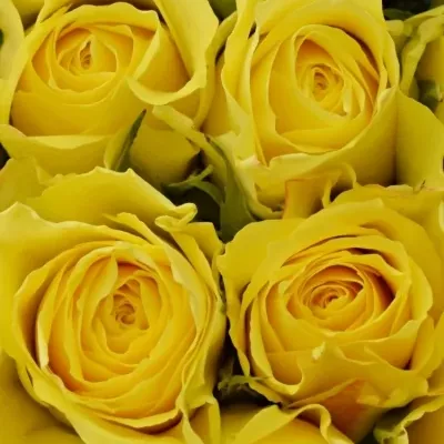 Kytice 15 žlutých růží GOLDEN TOWER 50 cm