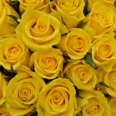 Kytica 15 žltých ruží JACKPOT 70cm