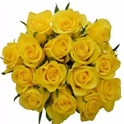 Kytice 15 žlutých růží JACKPOT 50cm