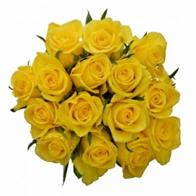 Kytice 15 žlutých růží JACKPOT 70cm