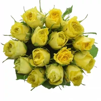 Kytice 15 žlutých růží LIMELIGHT 100cm