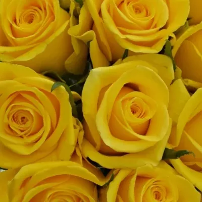 Kytice 15 žlutých růží MOONWALK 50 cm