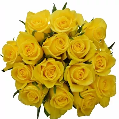 Jednodruhová kytice 15 žlutých růží GOOD TIMES 50 cm