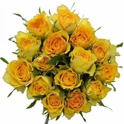 Kytice 15 žlutých růží PACO! 70 cm