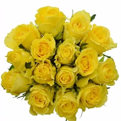 Kytice 15 žlutých růží Penny Lane 50cm