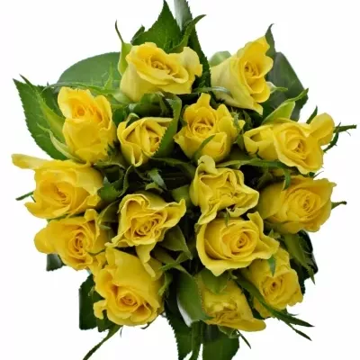 Jednodruhová kytice 15 žlutých růží SUNNY SHER 50 cm