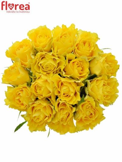 Kytice 15 žlutých růží VIVA 60cm