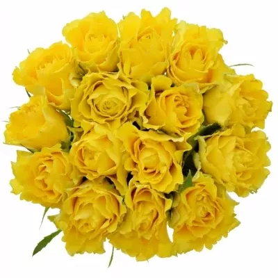 Kytice 15 žlutých růží VIVA 40cm