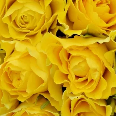 Kytice 15 žlutých růží VIVA