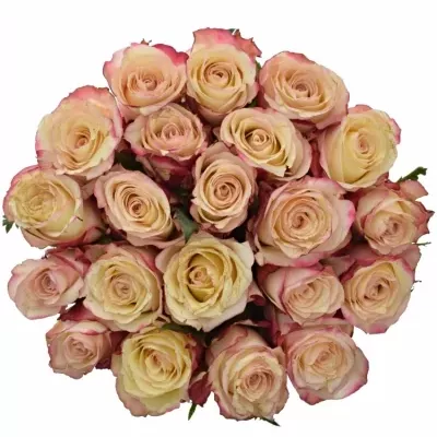 Kytice 21 bílorůžových růží ADVANCE SWEETNESS 40cm