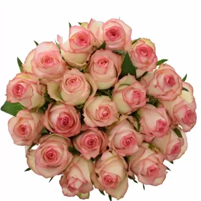 Kytice 21 bílorůžových růží JUMILIA 90cm
