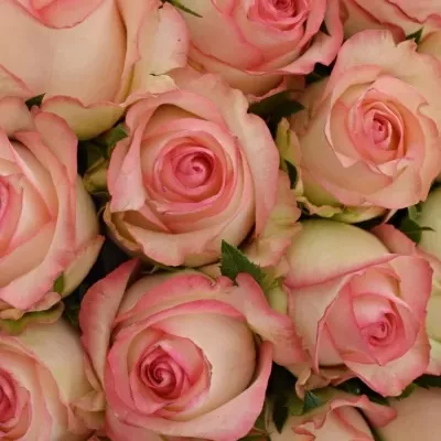 Kytice 21 bílorůžových růží JUMILIA 50cm