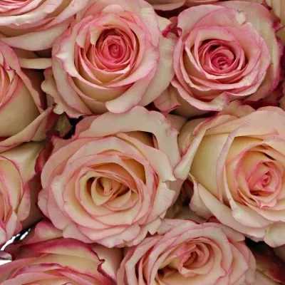 Kytice 21 bÍlorůžových růží TORMENTA