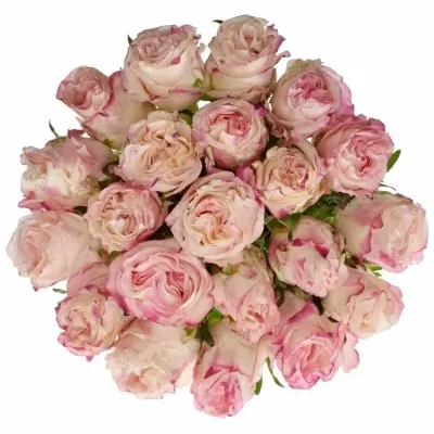 Kytice 21 bílorůžových růží VERY CUTE 50cm