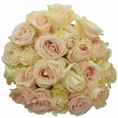 Kytice 21 bílých růží ADOR AVALANCHE+ 50cm