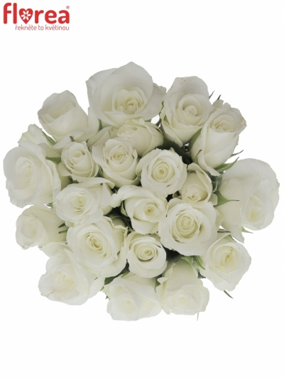 Kytice 21 bílých růží AKITO 45cm