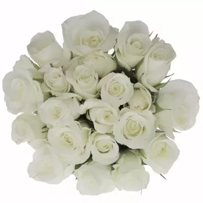 Kytice 21 bílých růží AKITO 60cm