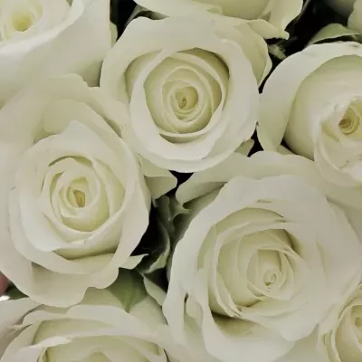 Kytice 21 bílých růží AKITO