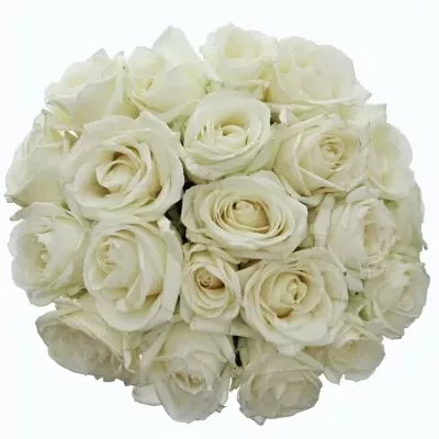 Kytice 21 bílých růží ALBATROS 80cm