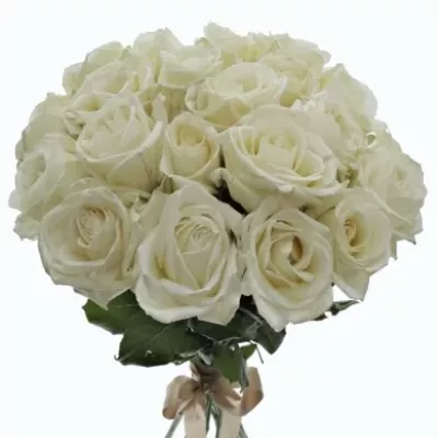 Kytice 21 bílých růží ALBATROS