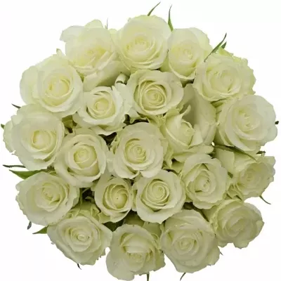 Kytice 21 bílých růží ALPE D´HUEZ 40cm
