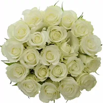 Kytice 21 bílých růží ASPEN 40cm