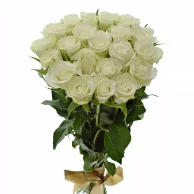 Kytice 21 bílých růží ASPEN 40cm