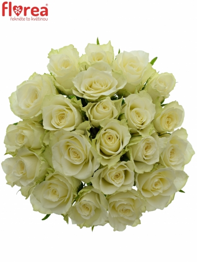 Kytice 21 bílých růží ATHENA 50cm