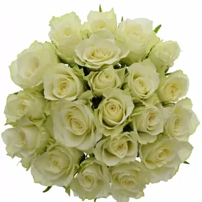 Kytice 21 bílých růží ATHENA 70cm