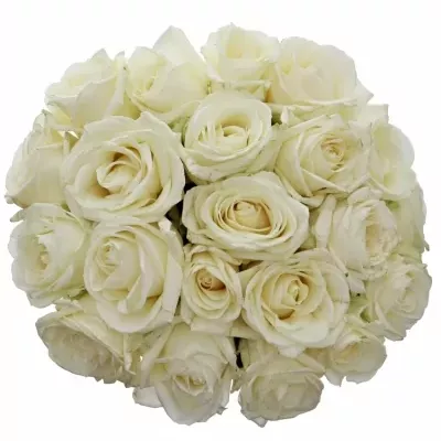 Kytice 21 bílých růží AVALANCHE+ 55cm