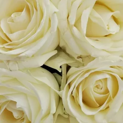 Kytice 21 bílých růží AVALANCHE  40cm