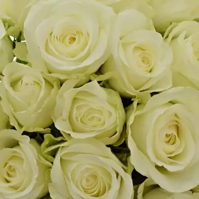 Kytice 21 bílých růží COUNTDOWN