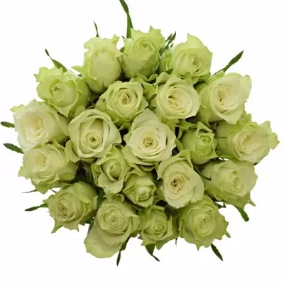 Kytice 21 bílých růží MURU 50 cm