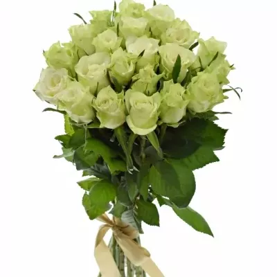 Kytice 21 bílých růží MURU 50 cm