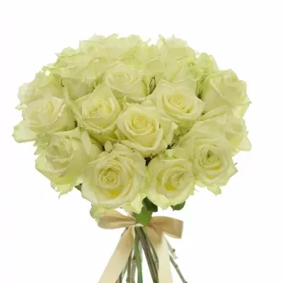 Kytice 21 bílých růží WHITE NAOMI