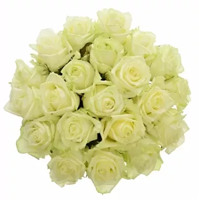 Kytice 21 bílých růží WHITE NAOMI 50cm