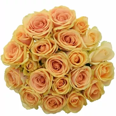 Jednodruhová kytice 21 oranžových růží ALCHEMY 70 cm
