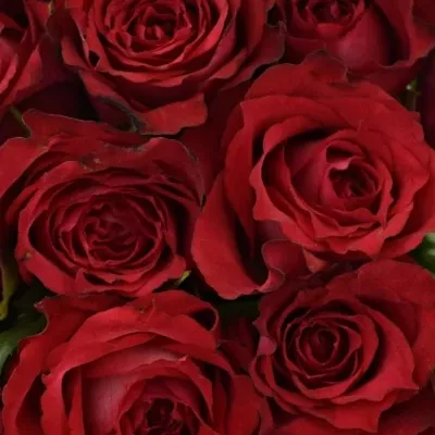 Kytice 21 červenofialových růží DARK LULU 50 cm