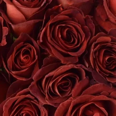 Kytice 21 červenohnědých růží CAFE DEL MAR